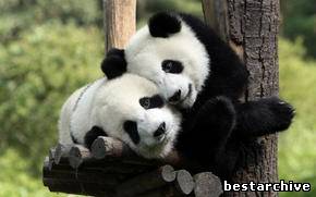 Милые и забавные панды.